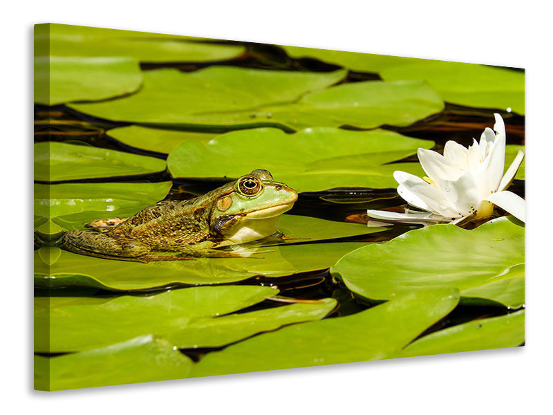 panoramic-3-piece-canvas-print-the-frog-and-the-water-lily