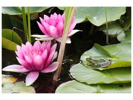 3-piece-canvas-print-the-frog-in-the-protection-of-water-lilies