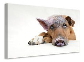 3-piece-canvas-print-the-funny-pig-dog