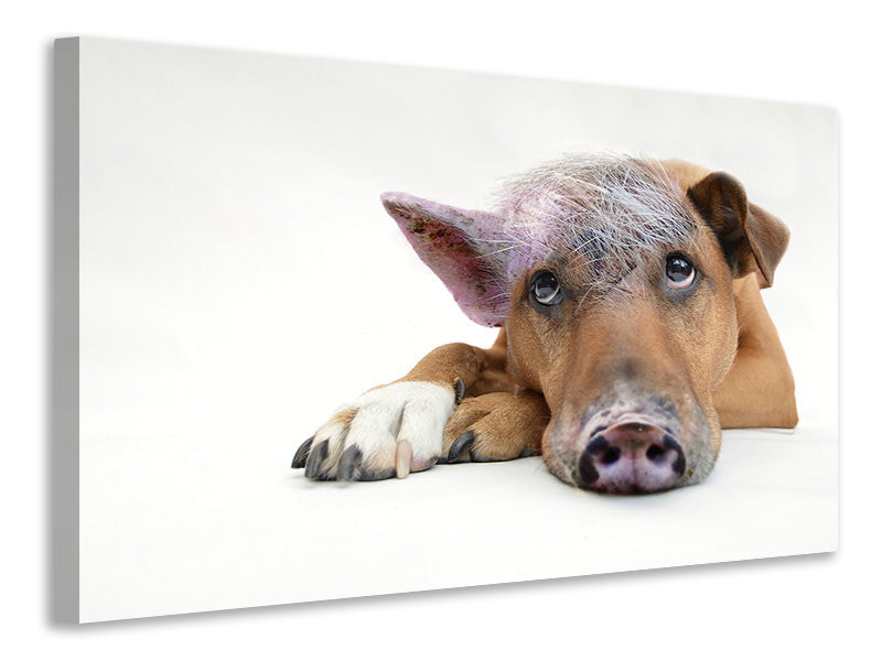 3-piece-canvas-print-the-funny-pig-dog