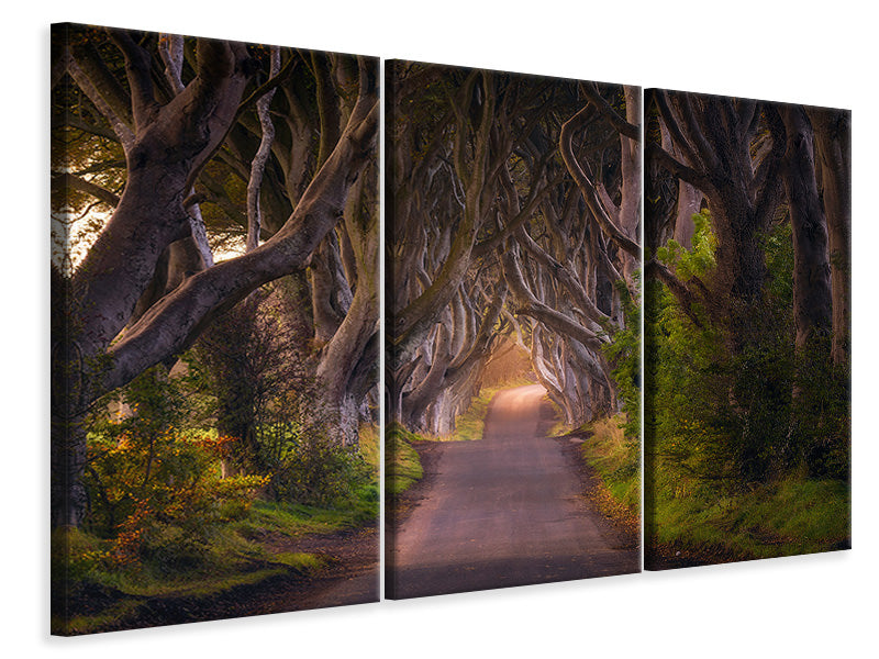 canvas-print-the-glowing-hedges