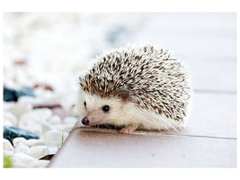 3-piece-canvas-print-the-hedgehog-baby