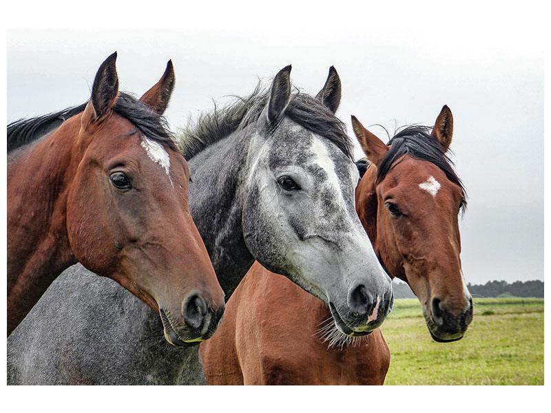 3-piece-canvas-print-the-horse-trio