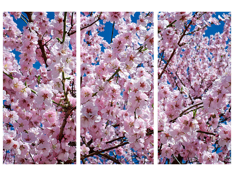 canvas-print-the-japanese-cherry
