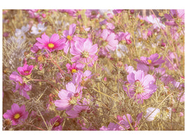 5-piece-canvas-print-the-jewelry-basket-cosmea