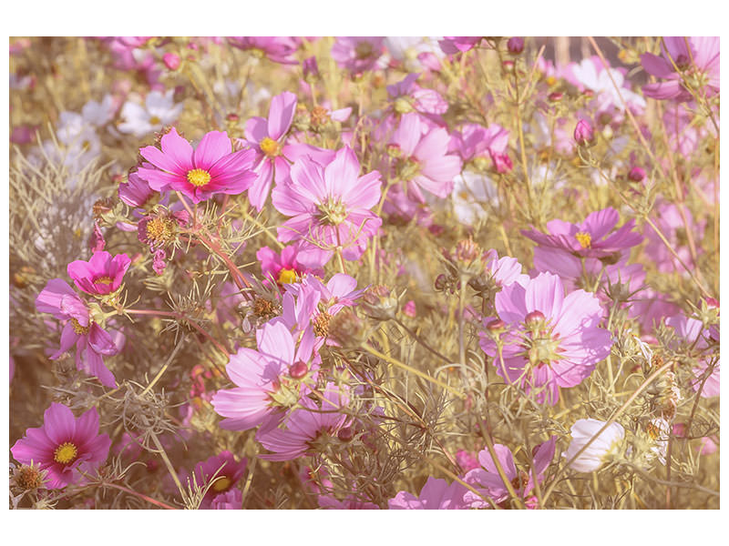 4-piece-canvas-print-the-jewelry-basket-cosmea