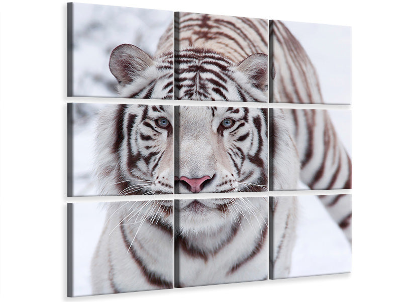 4-piece-canvas-print-the-king-tiger