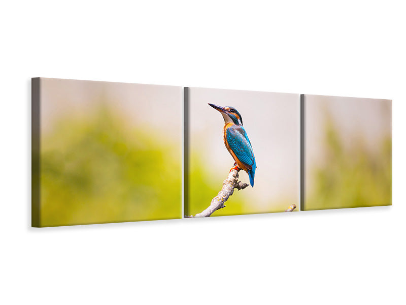 canvas-print-the-kingfisher