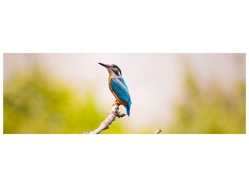 canvas-print-the-kingfisher
