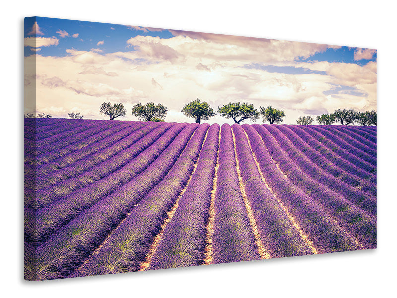5-piece-canvas-print-the-lavender-field-ii