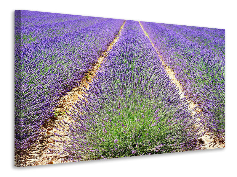 3-piece-canvas-print-the-lavender-field
