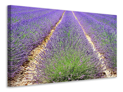 3-piece-canvas-print-the-lavender-field