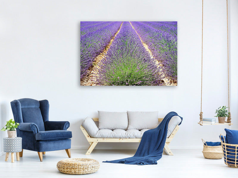 3-piece-canvas-print-the-lavender-field