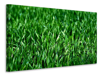 panoramic-canvas-print-the-meadow-in-xl