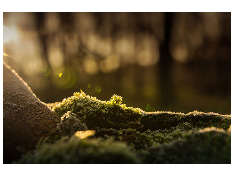 3-piece-canvas-print-the-moss