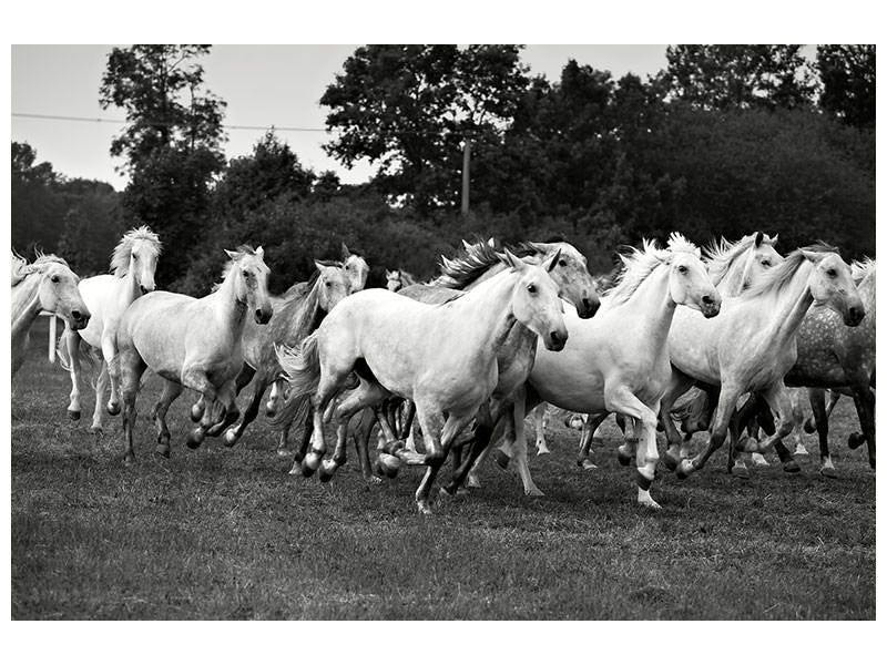 modern-4-piece-canvas-print-the-mustang-herd