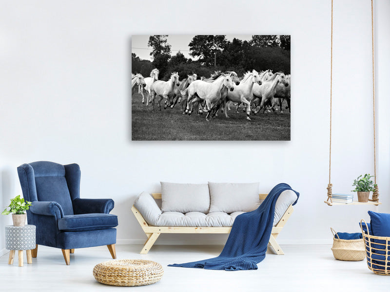 modern-4-piece-canvas-print-the-mustang-herd