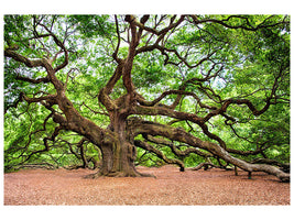3-piece-canvas-print-the-oak