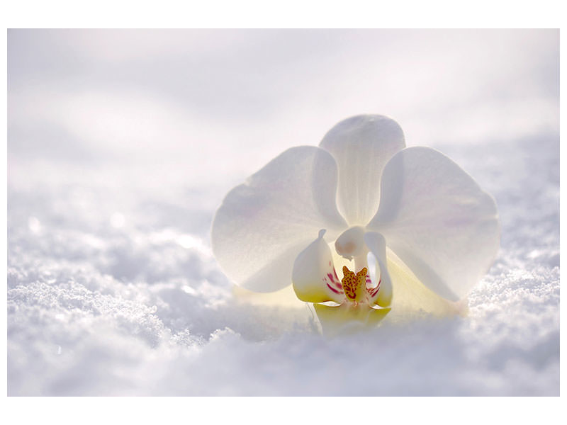 3-piece-canvas-print-the-orchids-bloom