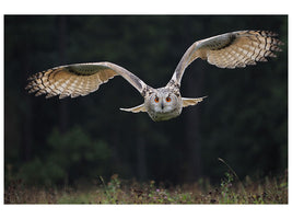 3-piece-canvas-print-the-owl