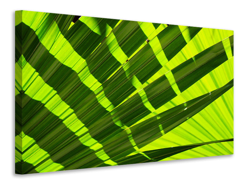 panoramic-canvas-print-the-palm-leaf-in-xl