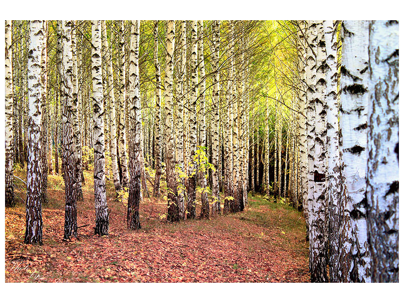 4-piece-canvas-print-the-path-between-birches