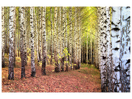 modern-4-piece-canvas-print-the-path-between-birches