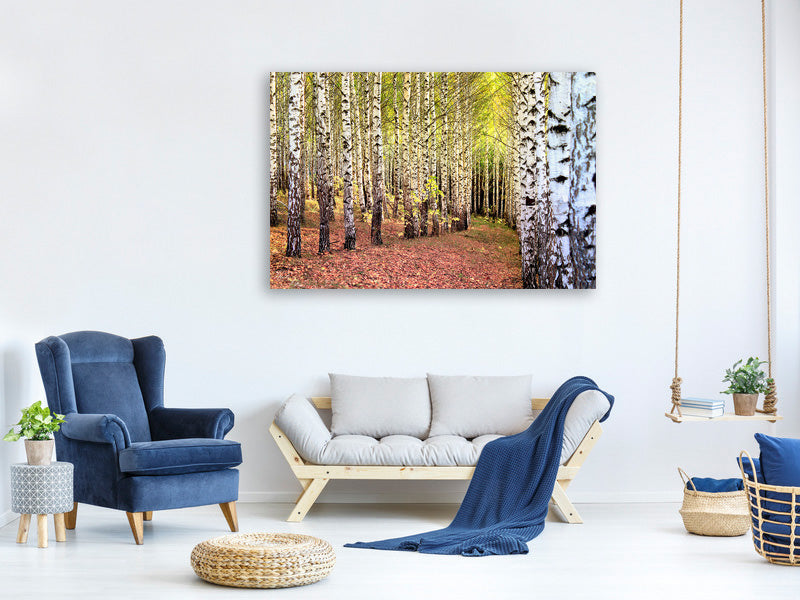 panoramic-canvas-print-the-path-between-birches