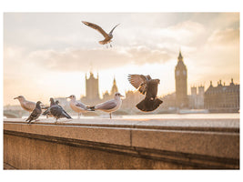 3-piece-canvas-print-the-pigeons-on-the-roof