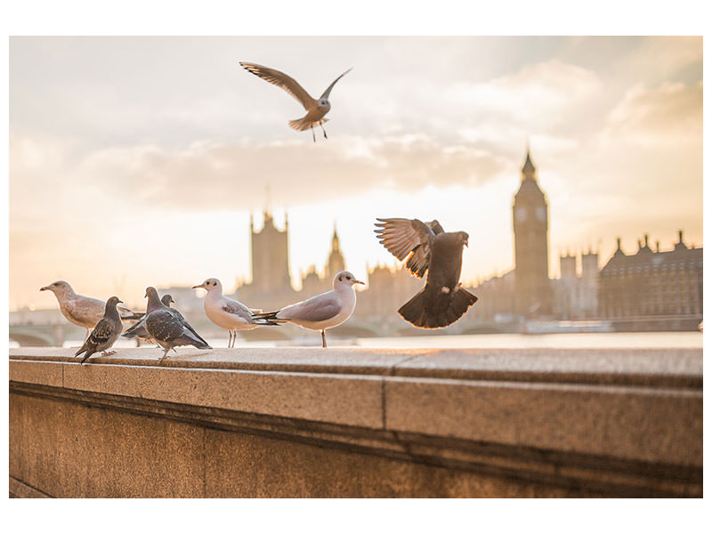 3-piece-canvas-print-the-pigeons-on-the-roof