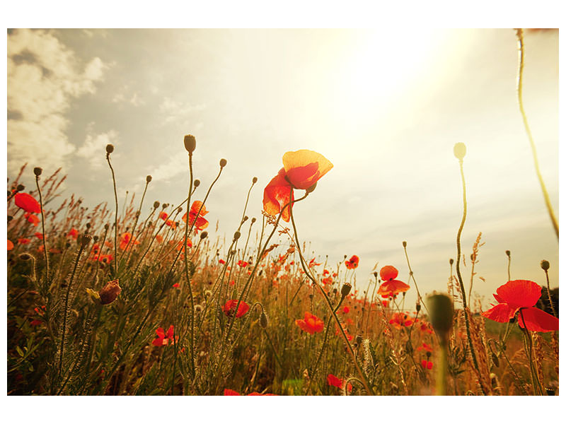 5-piece-canvas-print-the-poppy-field-at-sunrise