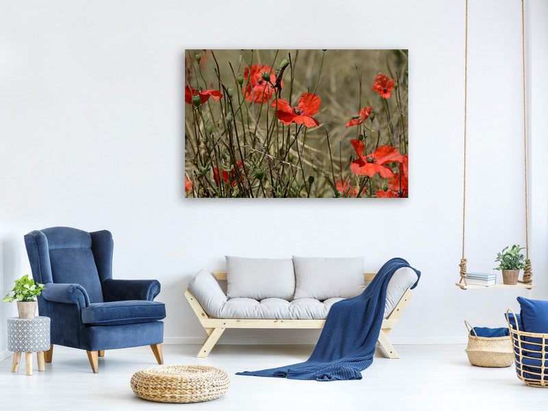 3-piece-canvas-print-the-poppy-in-nature