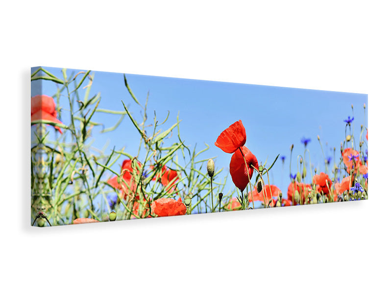 panoramic-3-piece-canvas-print-the-poppy-in-the-flower-meadow