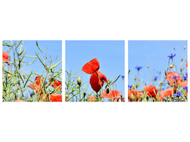 3-piece-canvas-print-the-poppy-in-the-flower-meadow