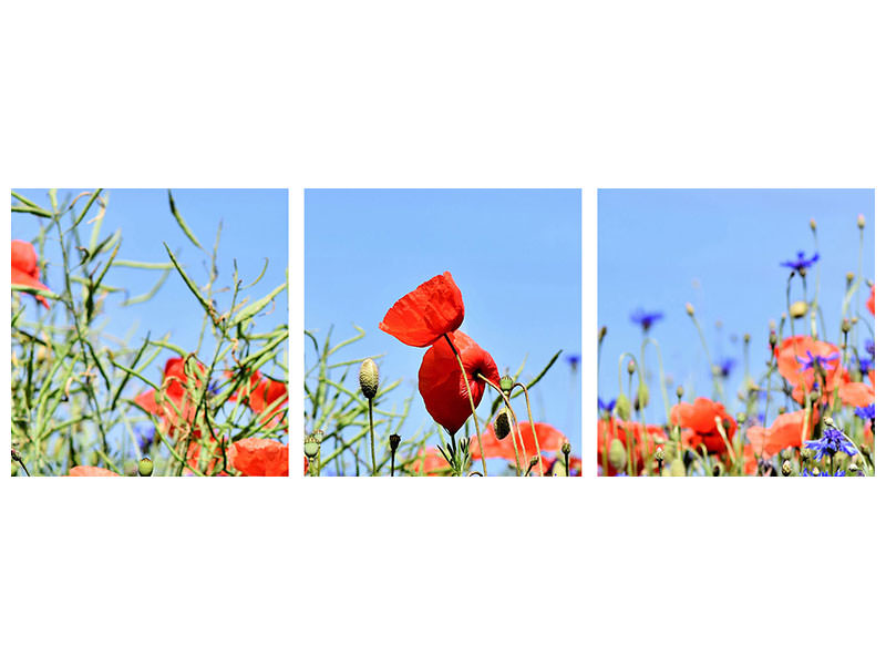 3-piece-canvas-print-the-poppy-in-the-flower-meadow