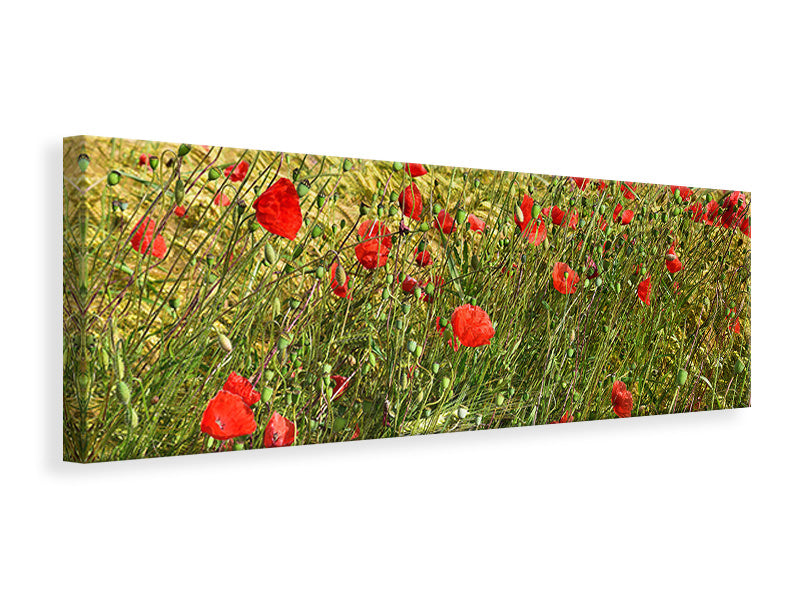 panoramic-3-piece-canvas-print-the-poppy-in-the-wind