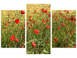 panoramic-3-piece-canvas-print-the-poppy-in-the-wind
