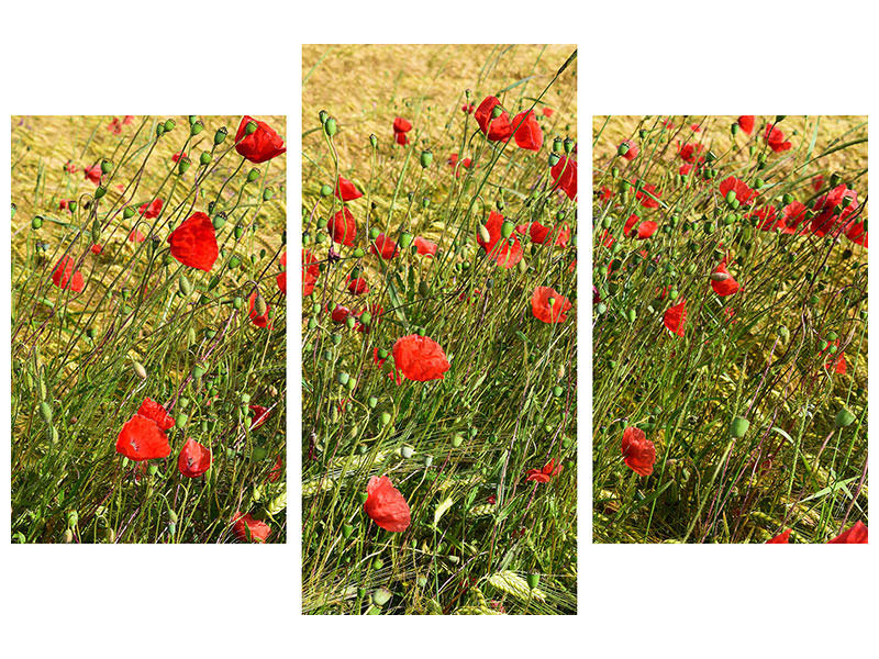3-piece-canvas-print-the-poppy-in-the-wind