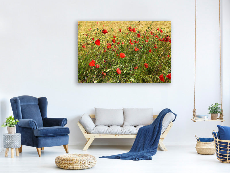 panoramic-canvas-print-the-poppy-in-the-wind