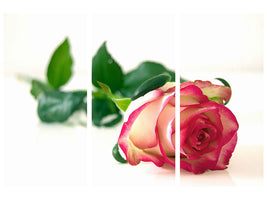 4-piece-canvas-print-the-proud-rose