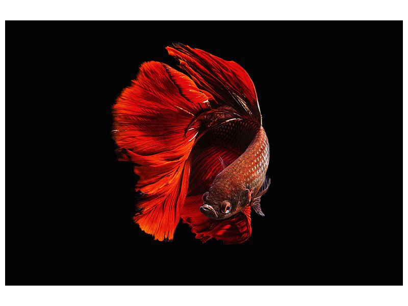 3-piece-canvas-print-the-red