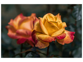 3-piece-canvas-print-the-rose-in-the-garden