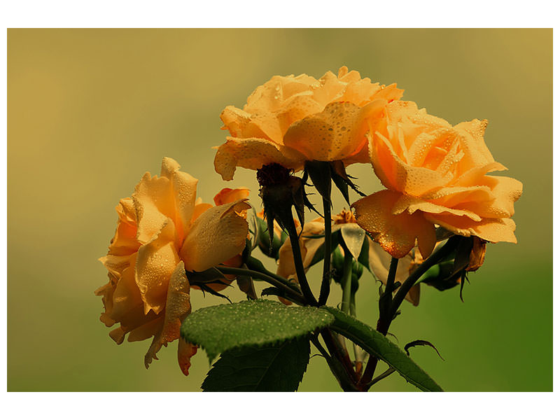 3-piece-canvas-print-the-roses-in-nature