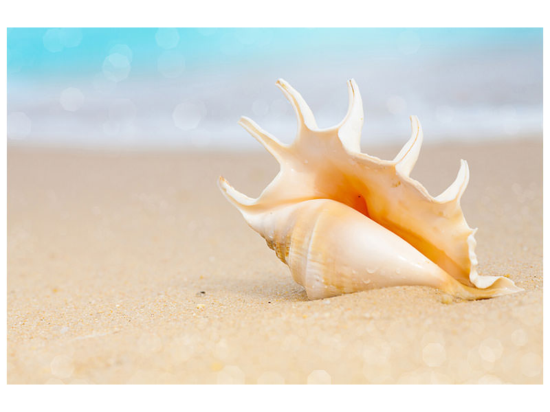 5-piece-canvas-print-the-shell-on-the-beach