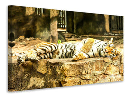 3-piece-canvas-print-the-siberian-tiger
