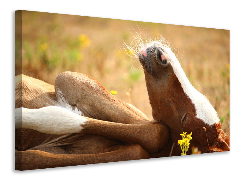 3-piece-canvas-print-the-sleeping-horse