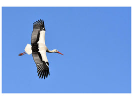 3-piece-canvas-print-the-stork-in-action