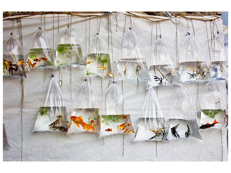 4-piece-canvas-print-the-wall-of-fish