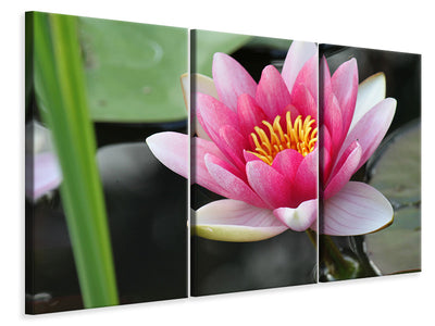 5-piece-canvas-print-the-water-lily-in-pink