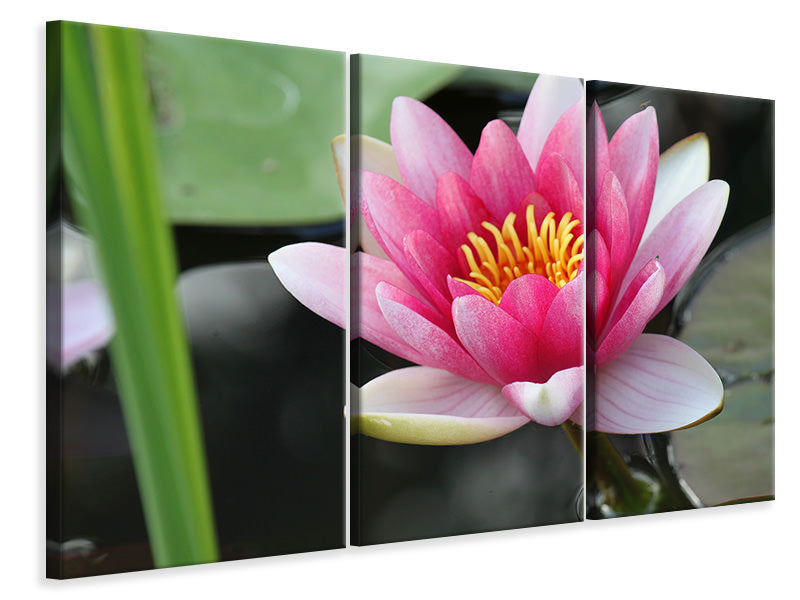 canvas-print-the-water-lily-in-pink
